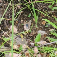 Zizina otis (Common Grass-Blue) at Little Taylor Grassland (LTG) - 19 Jan 2024 by galah681