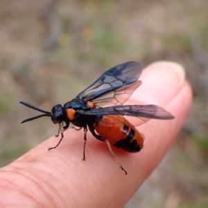 Lophyrotoma interrupta at Mount Painter - 31 Dec 2023