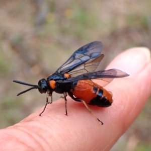 Lophyrotoma interrupta at Mount Painter - 31 Dec 2023