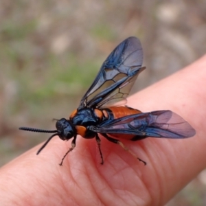 Lophyrotoma interrupta at Mount Painter - 31 Dec 2023