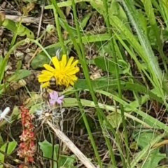 Lasioglossum (Chilalictus) sp. (genus & subgenus) (Halictid bee) at Little Taylor Grassland (LTG) - 20 Jan 2024 by galah681