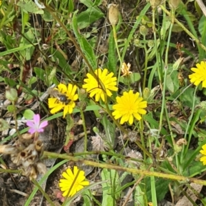 Lasioglossum (Chilalictus) sp. (genus & subgenus) at Little Taylor Grassland (LTG) - 20 Jan 2024