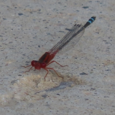 Xanthagrion erythroneurum (Red & Blue Damsel) at Coombs, ACT - 24 Jan 2024 by SandraH