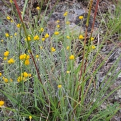 Chrysocephalum apiculatum (Common Everlasting) at The Pinnacle - 23 Jan 2024 by sangio7