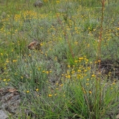 Chrysocephalum apiculatum at The Pinnacle - 23 Jan 2024 12:00 PM