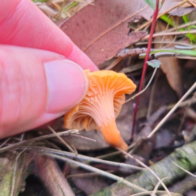 Cantharellus concinnus (Pink Chantarelle) at East Lynne, NSW - 24 Jan 2024 by Csteele4