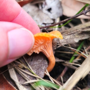 Cantharellus concinnus at Murramarang National Park - 24 Jan 2024