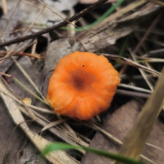 Cantharellus concinnus at Murramarang National Park - 24 Jan 2024