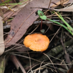 Cantharellus concinnus at Murramarang National Park - 24 Jan 2024