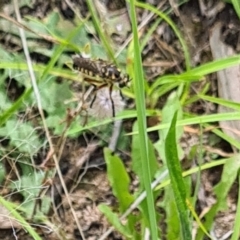 Thereutria amaraca (Spine-legged Robber Fly) at Little Taylor Grassland (LTG) - 19 Jan 2024 by galah681