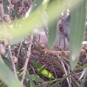 Ocyphaps lophotes at Wirlinga, NSW - 24 Jan 2024 05:49 PM