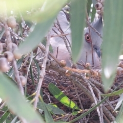 Ocyphaps lophotes at Wirlinga, NSW - 24 Jan 2024