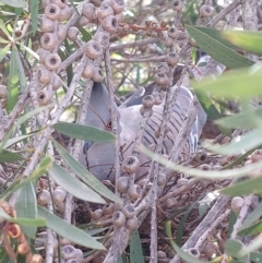 Ocyphaps lophotes at Wirlinga, NSW - 24 Jan 2024