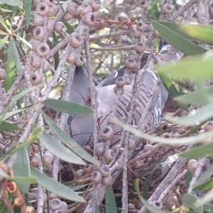 Ocyphaps lophotes at Wirlinga, NSW - 24 Jan 2024