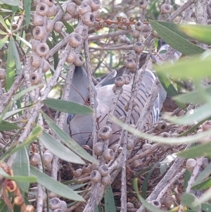 Ocyphaps lophotes at Wirlinga, NSW - 24 Jan 2024 05:49 PM