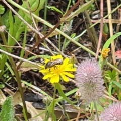 Lasioglossum (Chilalictus) sp. (genus & subgenus) (Halictid bee) at Little Taylor Grassland (LTG) - 20 Jan 2024 by galah681