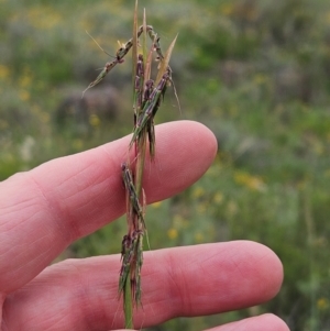 Cymbopogon refractus at The Pinnacle - 23 Jan 2024