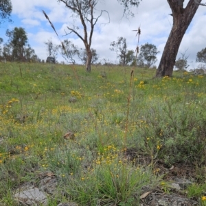 Cymbopogon refractus at The Pinnacle - 23 Jan 2024