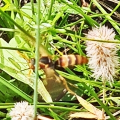 Polistes sp. (genus) (Unidentified paper wasp) at Little Taylor Grassland (LTG) - 20 Jan 2024 by galah681