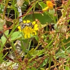 Lasioglossum (Chilalictus) sp. (genus & subgenus) (Halictid bee) at Kambah, ACT - 20 Jan 2024 by galah681