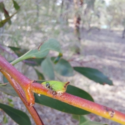 Sextius virescens (Acacia horned treehopper) at Albury - 24 Jan 2024 by RobCook