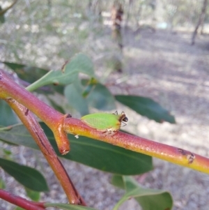 Sextius virescens at Albury - 24 Jan 2024