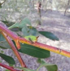 Sextius virescens at Albury - 24 Jan 2024