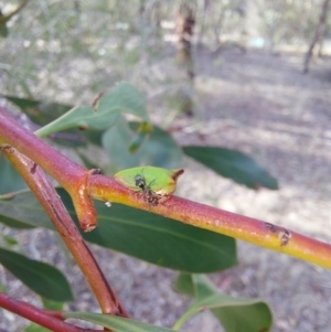Sextius virescens at Albury - 24 Jan 2024 06:04 PM