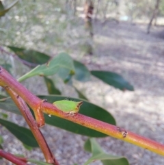 Sextius virescens at Albury - 24 Jan 2024 06:04 PM