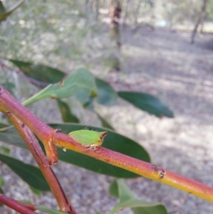 Sextius virescens at Albury - 24 Jan 2024