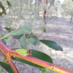 Sextius virescens at Albury - 24 Jan 2024