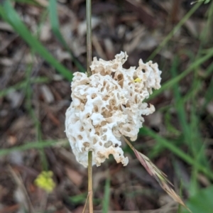 Laetiporus portentosus at Page, ACT - 24 Jan 2024