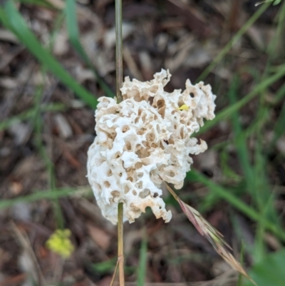 Laetiporus portentosus (White Punk) at Page, ACT - 24 Jan 2024 by CattleDog