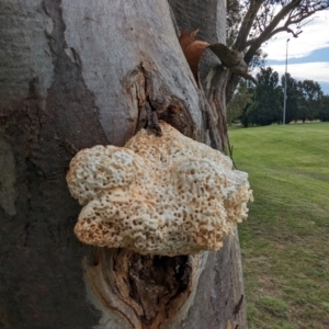 Laetiporus portentosus at Page, ACT - 24 Jan 2024