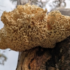 Laetiporus portentosus at Page, ACT - 24 Jan 2024