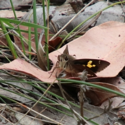 Unidentified Skipper (Hesperiidae) at Alpine, NSW - 23 Jan 2024 by JanHartog