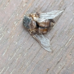 Rutilia sp. (genus) (A Rutilia bristle fly, subgenus unknown) at Watson, ACT - 24 Jan 2024 by AniseStar