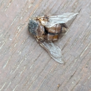 Rutilia sp. (genus) at Watson, ACT - 24 Jan 2024