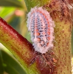 Monophlebulus sp. (genus) (Giant Snowball Mealybug) at Burradoo - 19 Jan 2024 by GlossyGal