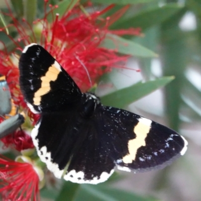 Eutrichopidia latinus (Yellow-banded Day-moth) at Hall, ACT - 24 Jan 2024 by Anna123