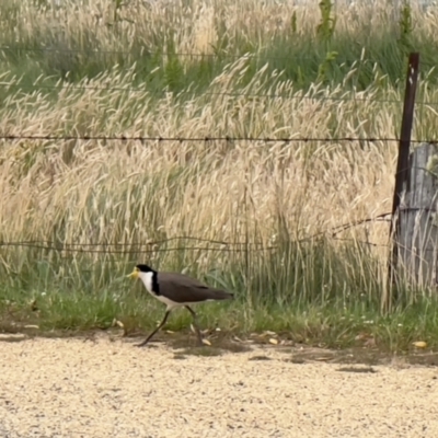 Vanellus miles (Masked Lapwing) at Crackenback, NSW - 24 Jan 2024 by JimL