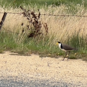 Vanellus miles at Crackenback, NSW - 24 Jan 2024