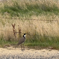 Vanellus miles at Crackenback, NSW - 24 Jan 2024