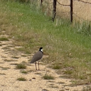 Vanellus miles at Crackenback, NSW - 24 Jan 2024