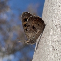 Geitoneura klugii (Marbled Xenica) at Mt Gladstone Reserves, Cooma - 23 Jan 2024 by JimL