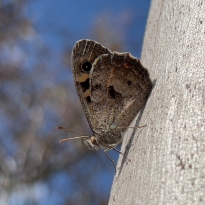 Geitoneura klugii (Marbled Xenica) at Mt Gladstone Reserves, Cooma - 23 Jan 2024 by JimL