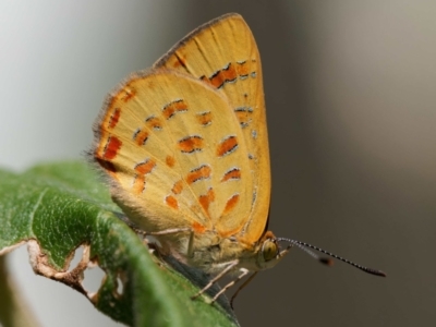 Hypochrysops byzos (Yellow Jewel) at Namadgi National Park - 23 Jan 2024 by DPRees125