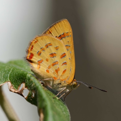 Hypochrysops byzos (Yellow Jewel) at Namadgi National Park - 23 Jan 2024 by DPRees125
