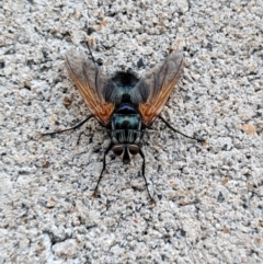 Chetogaster violacea/viridis (complex) (Bristle Fly) at Tharwa, ACT - 24 Jan 2024 by WalterEgo