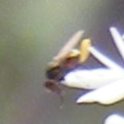 Diptera (order) (Fly - Unidentified) at Tuggeranong Hill NR  (TGH) - 23 Jan 2024 by MichaelMulvaney